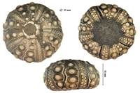 Hemicidaris purbeckensis